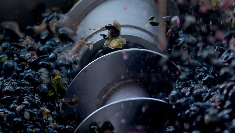 El mosto tiene una oportunidad en la exportación por la baja producción europea para esta temporada.&nbsp;