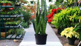 Con estos consejos tendrás una planta fuerte y saludable Foto: Cross Creek Nurserey & Landscaping
