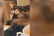 El gato que es viral por llorar.