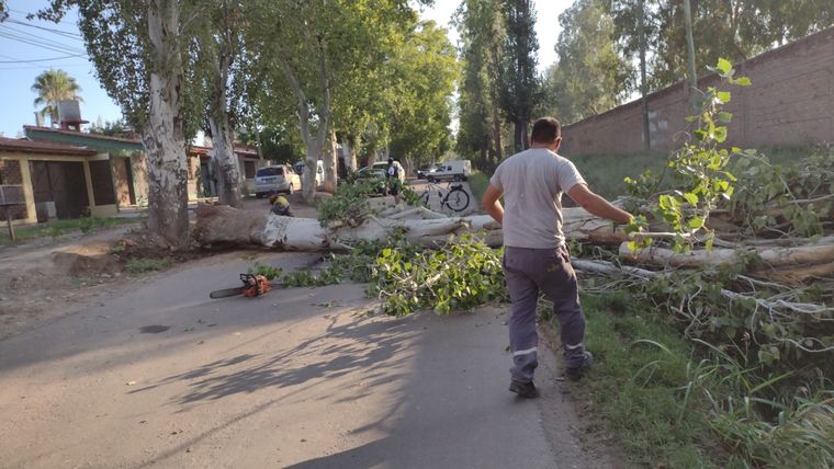 Vecinos de Luján están preocupados por la seguidilla de árboles caídos en calle Terrada