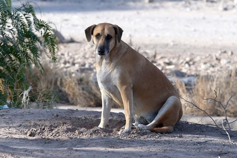 Los perros callejeros abundan en muchísimas ciudades del mundo. Los perros callejeros abundan en muchísimas ciudades del mundo.