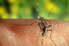 Un hombre de 32 años, residente del partido de La Matanza, se convirtió en el primer caso de dengue autóctono de la temporada 2024-2025 en la provincia de Buenos Aires. Foto: EFE