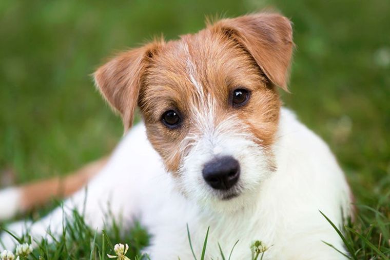 La higiene es vital para la salud de nuestras mascotas Foto: Petdarling