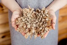 Existen ciertos tipos de plantas que pueden parecer muertas al no recibir agua durante meses, pero después de recibirla parecieran volver a la vida Foto: GETTY IMAGES Existen ciertos tipos de plantas que pueden parecer muertas al no recibir agua durante meses, pero después de recibirla parecieran volver a la vida Foto: GETTY IMAGES