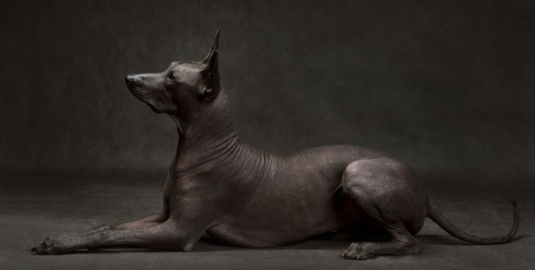 El Xolo era sagrado para los aztecas en México Foto: Shutterstock