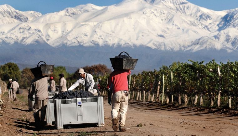 Los desafíos de la vitivinicultura no son solo argentinos Foto: Archivo