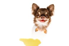 Un olor muy fuerte pero que se puede eliminar. Foto: Fuente: Shutterstock
