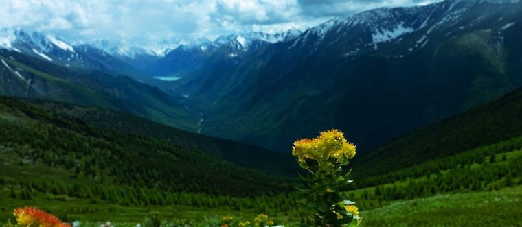 La rhodiola.