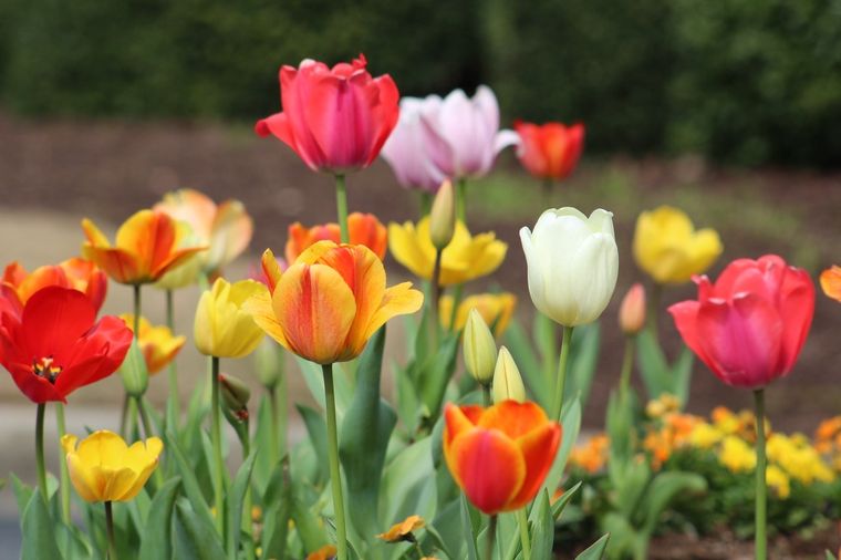 Los tulipanes son una de las plantas que necesitan el frío para crecer. Foto: Pexels