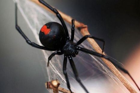 Fue al baño y le picó una araña en el pene