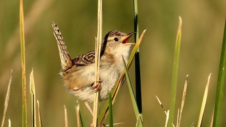 El hallazgo de especialistas del Conicet dio lugar a nuevos interrogantes sobre la manipulación que algunas aves puede realizar respecto al sexo de sus pichones. Foto: Conicet Mendoza