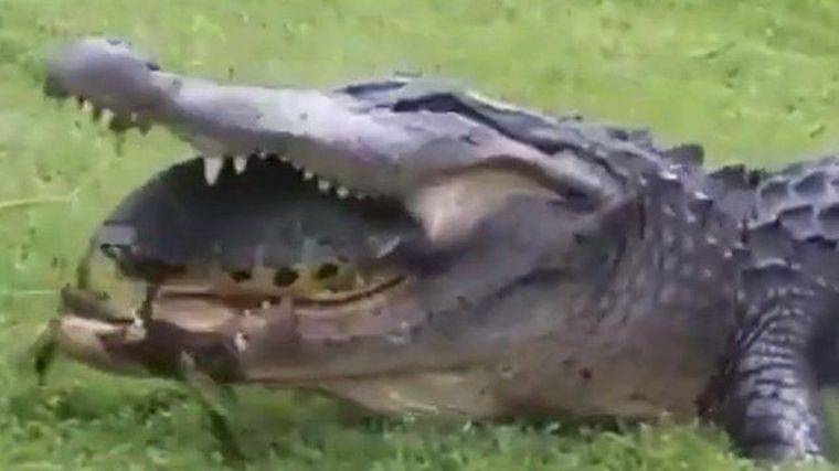 El caimán que quiso comerse a una tortuga pero falló.