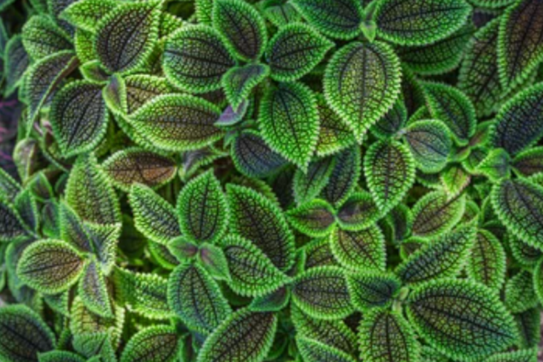 La planta de la amistad es una gran opción para decorar tu hogar. Foto: Shutterstock