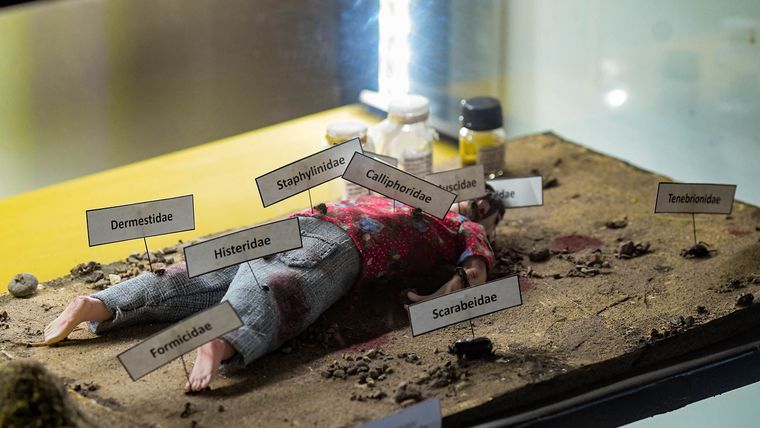 La entomología forense es una aplicación tan particular como útil. La entomología forense es una aplicación tan particular como útil.