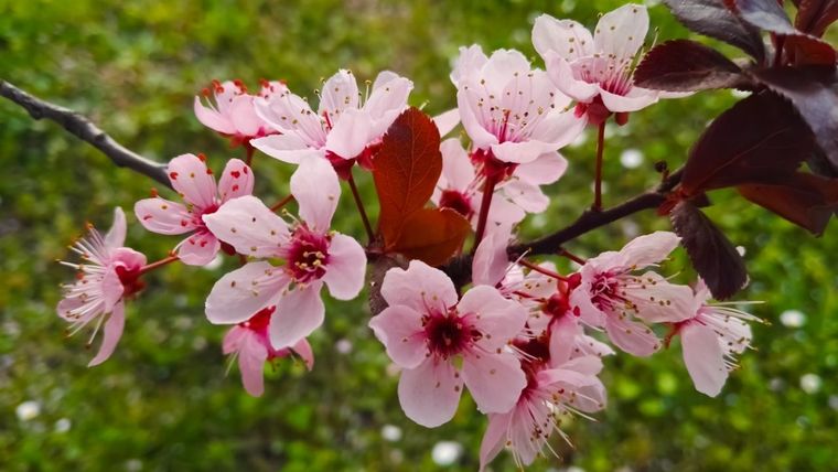 El cerezo es un árbol encantador. Anímate a cultivar uno en tu jardín.