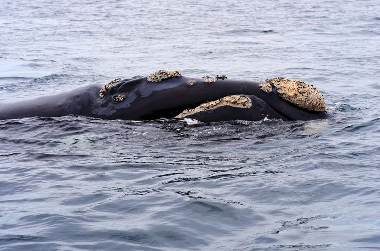 Confirmaron una cópula de ballenas franca austral en la costa marplatense Foto: Shutterstock