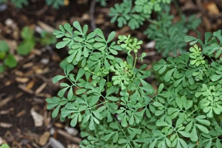 La ruda es una planta con muchos beneficios, conócelos Foto: Flickr