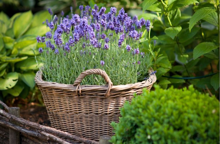 Esta es la planta que ayuda a espantar los insectos del hogar Foto: shutterstock