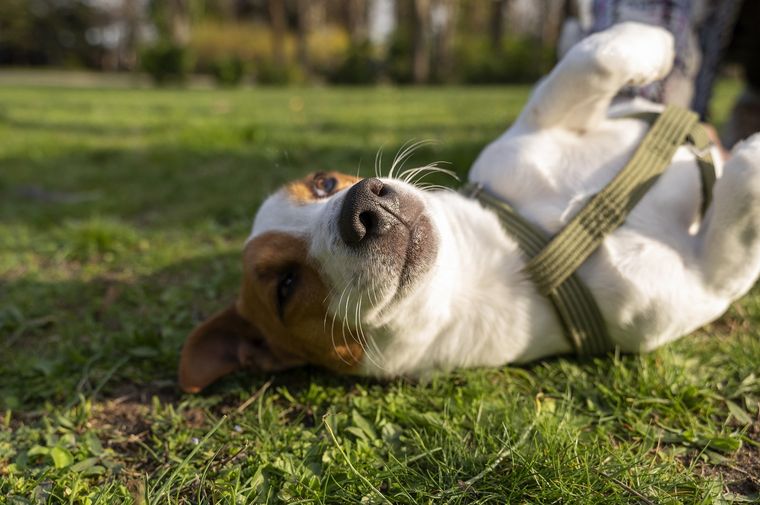 Locales petfriendly, una tendencia que crece Foto: Archivo MDZ