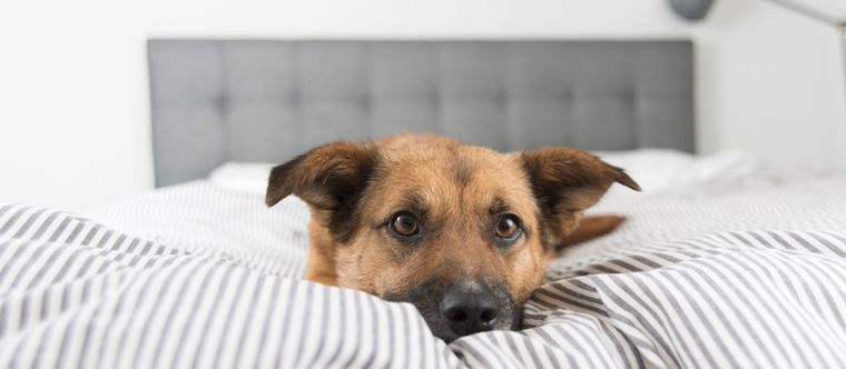 Las razones por las cuáles suspiran tus mascotas. Foto: Shutterstock