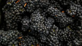 Malbec, bendito tú eres