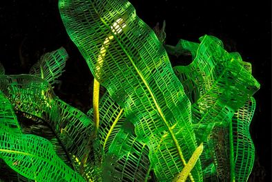 MDZol | La planta cordón es una especie acuática, se caracteriza por la belleza de sus delicadas hojas y es oriunda de Madagascar. Foto: Gentileza  Alamy/BIOSPHOTO