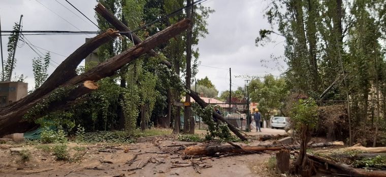 Los vecinos de la zona de Guardia Vieja manifestaron sus inquietudes tras la tala de ciertos árboles añosos. Foto: Gentileza