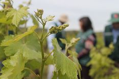 Los viñedos mendocinos enfrentan desafíos climáticos que impactan en la producción de vino. Los viñedos mendocinos enfrentan desafíos climáticos que impactan en la producción de vino.