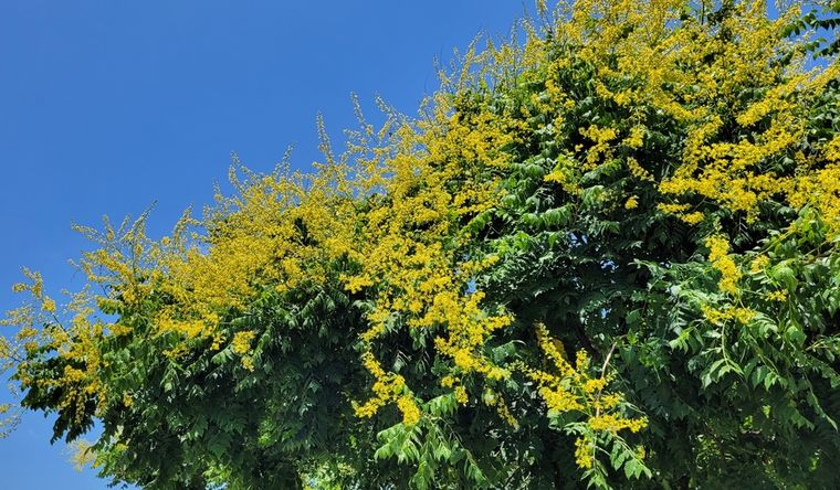 El árbol lluvia de oro que da sombra y atrae polinizadores.&nbsp;