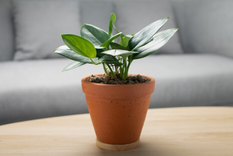 Una planta muy noble. Foto: Fuente: Freepik