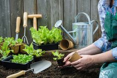 HERRAMIENTAS QUE DEBES TENER EN TU JARDÍN Foto: SHUTTERSTOCK