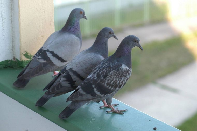 Foto: Evening Standard - https://static.standard.co.uk/homesandproperty/s3fs-public/thumbnails/image/2018/09/07/15/Pigeonsonbalcony.jpg