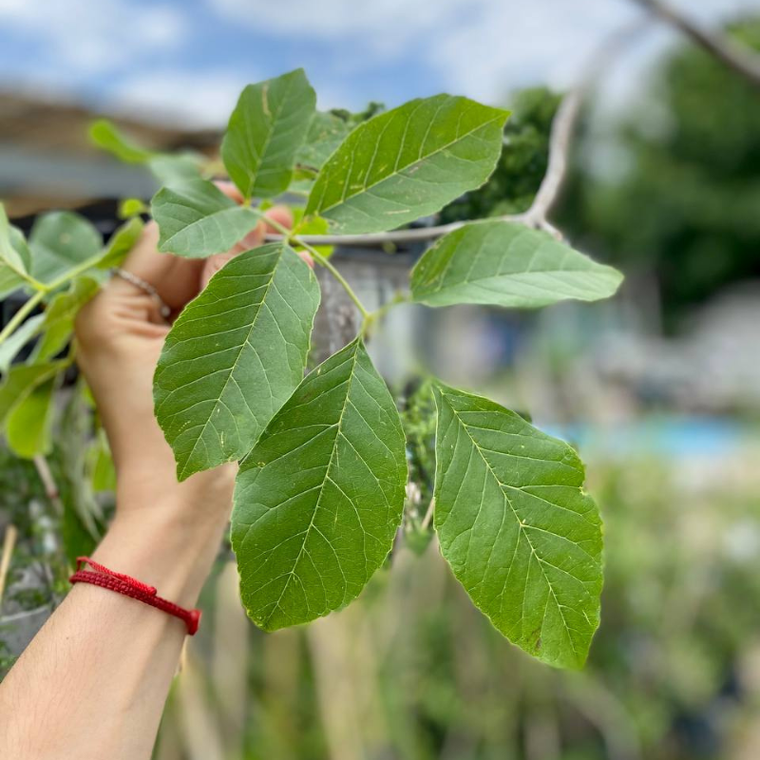 El árbol que se siente cómodos en jardines y temperaturas extremas. 