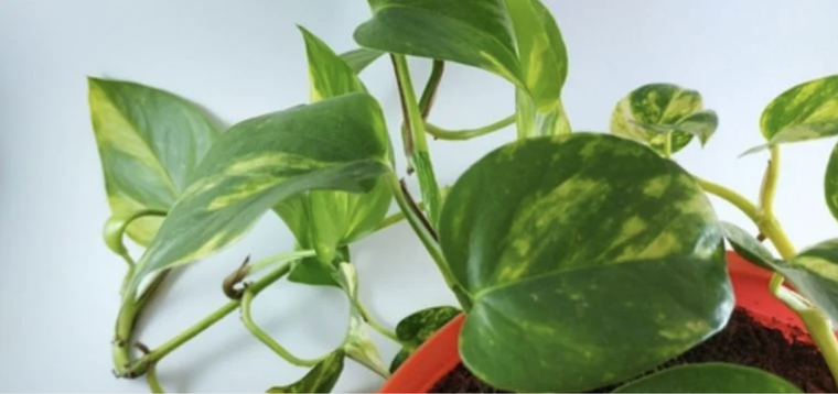 Una planta muy noble. Foto: Shutterstock