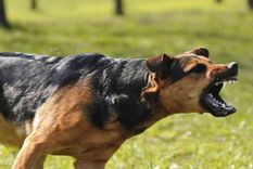 La nena fue atacada por un perro de la zona que ingresó a la casa por una cerca perimetral