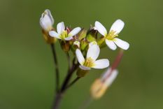 JARDÍN Esta especie es nativa de Europa y Asia Foto: SHUTTERSTOCK