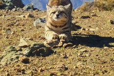 imagenes del enigmatico gato andino que aparecio en uspallata