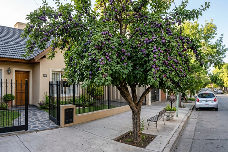 Ideal para las veredas. Fuente IA Gemini. Ideal para las veredas. Fuente IA Gemini.