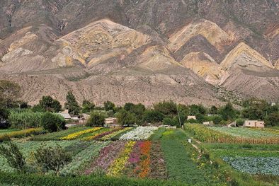 MDZol | Maimará - Campo de flores