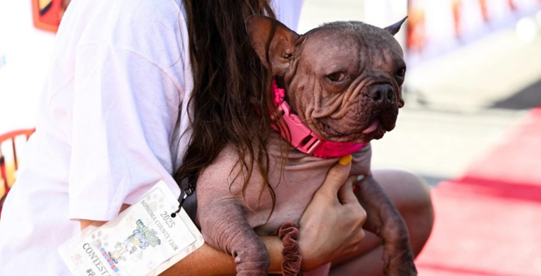 Petunia, la perra ganadora del concurso viral, se llevó 5.000 dólares. Foto: Archivo