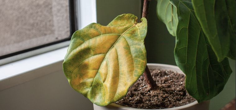 Si las hojas de tus plantas del jardín lucen amarillas, probablemente sea por deficiencia de hierro y otros nutrientes.