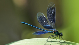 Las libélulas son nuestras mejores aliadas para combatir a los mosquitos. Foto: Shutterstock