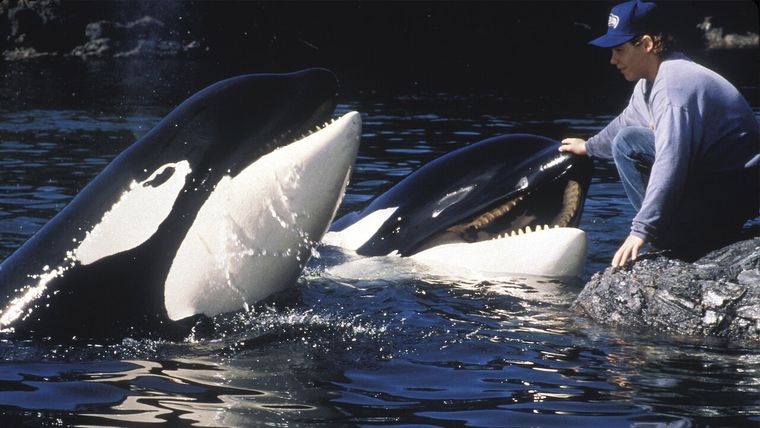 Liberen a Willy es una de las películas con animales más populares de Hollywood