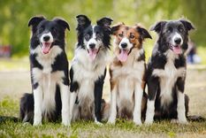 Foto: University of Oxford - ox.ac.uk