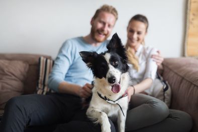 MDZol | La conexión dueños y mascotas es muy poderosa, y esto desprende a una terapia canina basada en masajes a nuestros perros. Foto: SHUTTERSTOCK