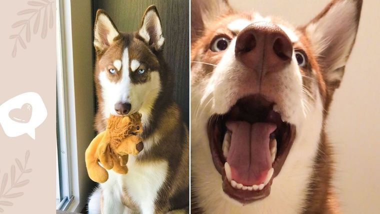 TikTok, video viral, perro TikTok Bailey.sarmiento Foto: TikTok Bailey.sarmiento