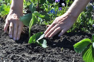 MDZol | Este abono casero será vital para el cuidado de las plantas del jardín Foto: Shutterstock