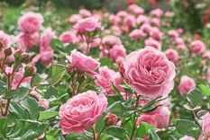 Con este truco casero tendrás el jardín lleno de rosas en poco tiempo Foto: Shutterstock