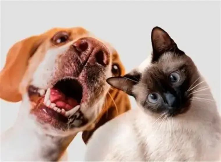 Los perros domésticos son actualmente menos activos que antes, lo que lleva a un aumento en su sensación de frío. Los perros domésticos son actualmente menos activos que antes, lo que lleva a un aumento en su sensación de frío.