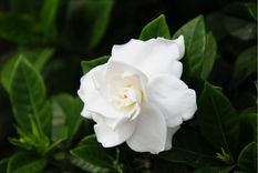 Jazmín del cabo Cuidados Foto: Shutterstock